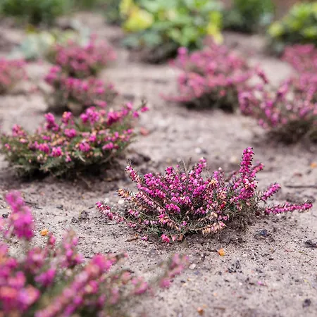 Tiny - Rustig - - In De - Sauna Σπίτι διακοπών *