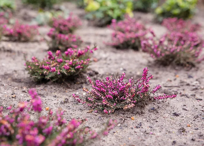 Tiny - Rustig - - In De - Sauna Semesterbostad *